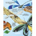 Велика книга комах і не тільки.. Емілі Боун, Фабіано Фіорін Велика книга комах і не тільки.. Емілі Боун, Фабіано Фіорін